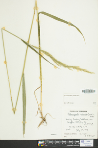 Calamagrostis porteri image