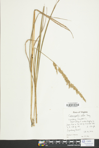 Calamagrostis porteri image