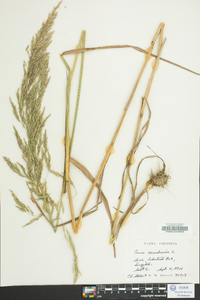 Cinna arundinacea image