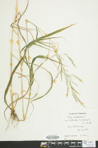 Cinna arundinacea image