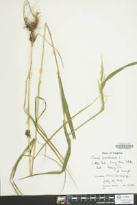 Cinna arundinacea image