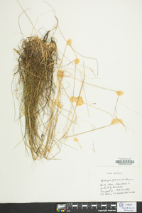 Deschampsia flexuosa image