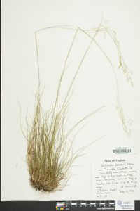 Deschampsia flexuosa image