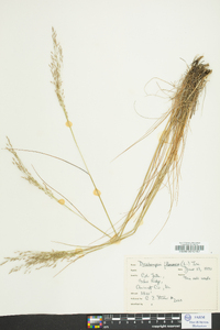 Deschampsia flexuosa image