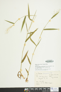 Dichanthelium aciculare var. ramosum image