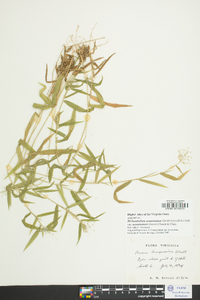 Dichanthelium aciculare var. ramosum image