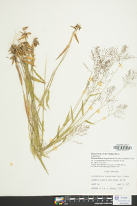 Dichanthelium aciculare var. ramosum image