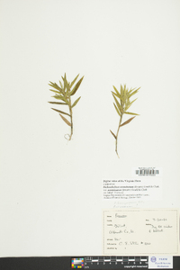 Dichanthelium aciculare var. ramosum image