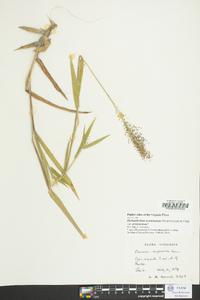 Dichanthelium aciculare var. ramosum image