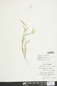 Dichanthelium acuminatum subsp. lindheimeri image