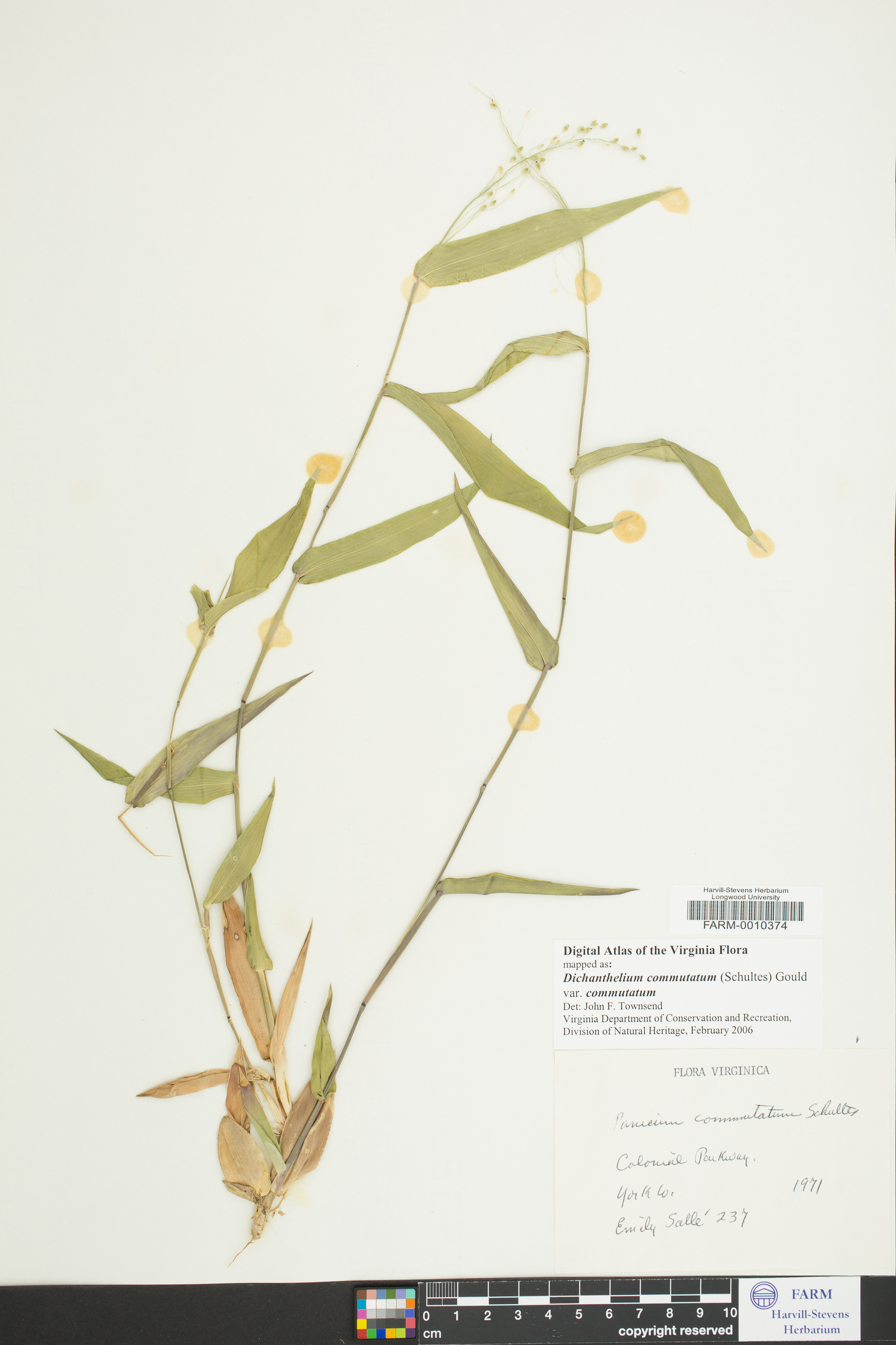 Dichanthelium commutatum subsp. commutatum image