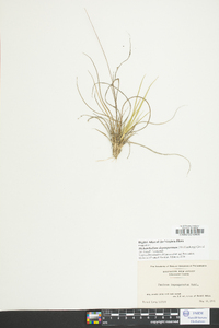 Dichanthelium depauperatum image