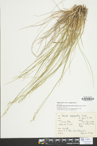 Dichanthelium depauperatum image