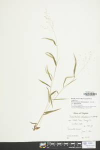 Dichanthelium dichotomum var. dichotomum image