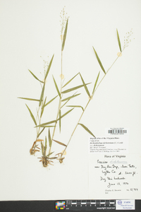 Dichanthelium dichotomum var. dichotomum image