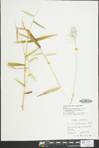 Dichanthelium dichotomum var. ramulosum image