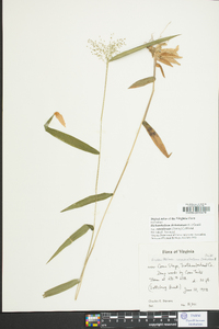 Dichanthelium dichotomum var. ramulosum image