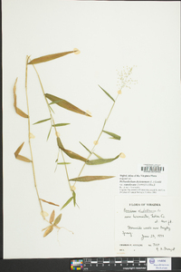 Dichanthelium dichotomum var. ramulosum image