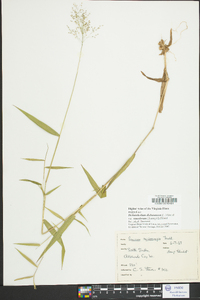 Dichanthelium dichotomum var. ramulosum image