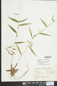 Dichanthelium dichotomum var. ramulosum image