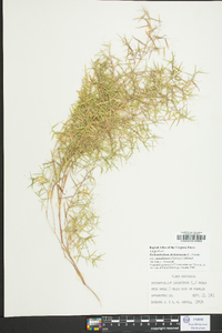 Dichanthelium dichotomum var. ramulosum image