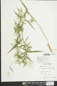 Dichanthelium dichotomum var. ramulosum image