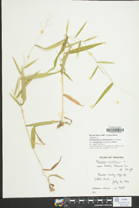 Dichanthelium dichotomum var. ramulosum image