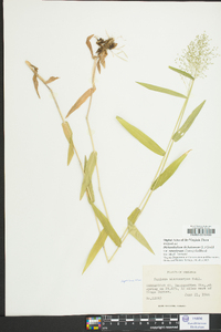 Dichanthelium dichotomum var. ramulosum image