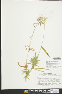 Dichanthelium dichotomum var. ramulosum image