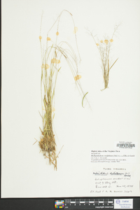 Dichanthelium ensifolium image