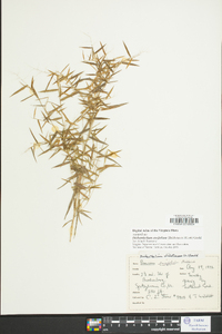 Dichanthelium ensifolium image