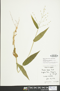 Dichanthelium latifolium image