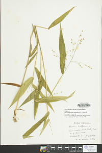 Dichanthelium latifolium image