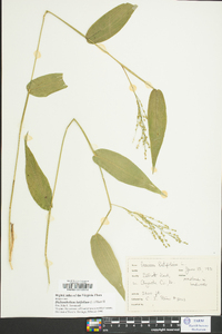 Dichanthelium latifolium image