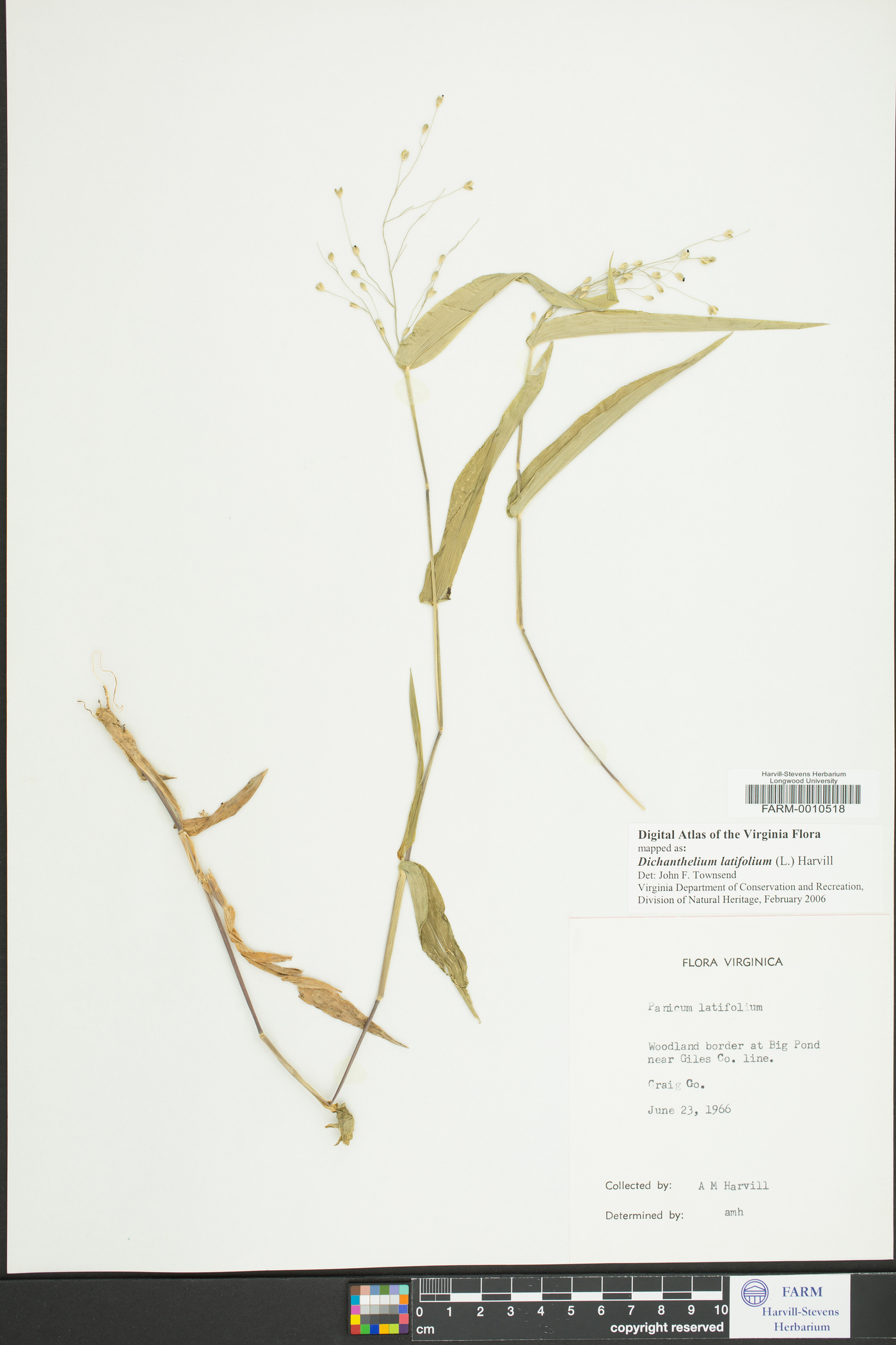 Dichanthelium latifolium image