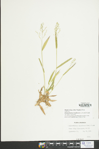 Dichanthelium laxiflorum image