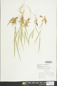 Dichanthelium laxiflorum image