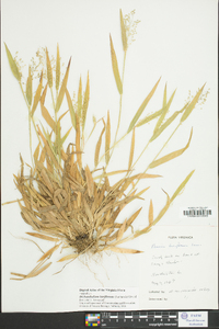 Dichanthelium laxiflorum image