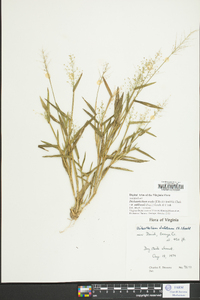 Dichanthelium ovale var. addisonii image