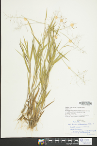 Dichanthelium ovale var. addisonii image