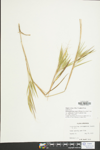 Dichanthelium ovale var. addisonii image