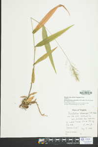 Dichanthelium polyanthes image