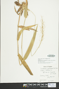 Dichanthelium polyanthes image