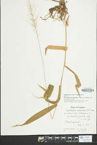 Dichanthelium polyanthes image