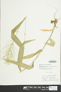 Dichanthelium polyanthes image