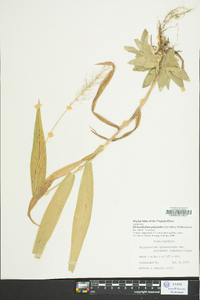 Dichanthelium polyanthes image