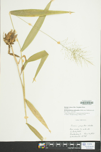 Dichanthelium polyanthes image