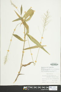 Dichanthelium polyanthes image