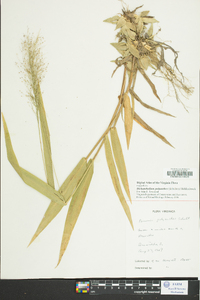 Dichanthelium polyanthes image