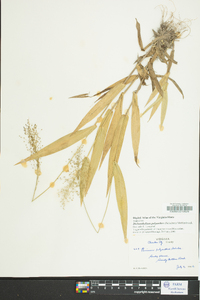 Dichanthelium polyanthes image